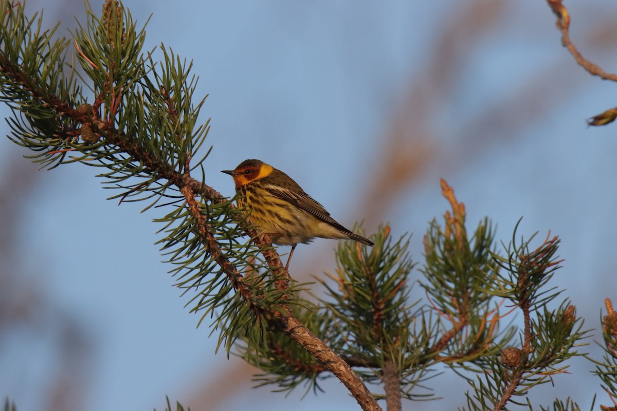 Cape May Warbler - ML619087277