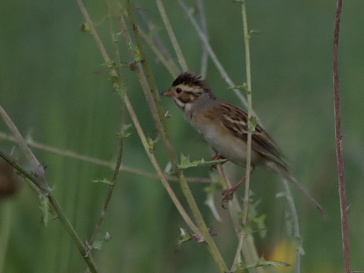 Clay-colored Sparrow - ML619087278