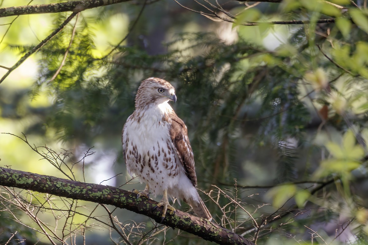 Red-tailed Hawk - ML619087295