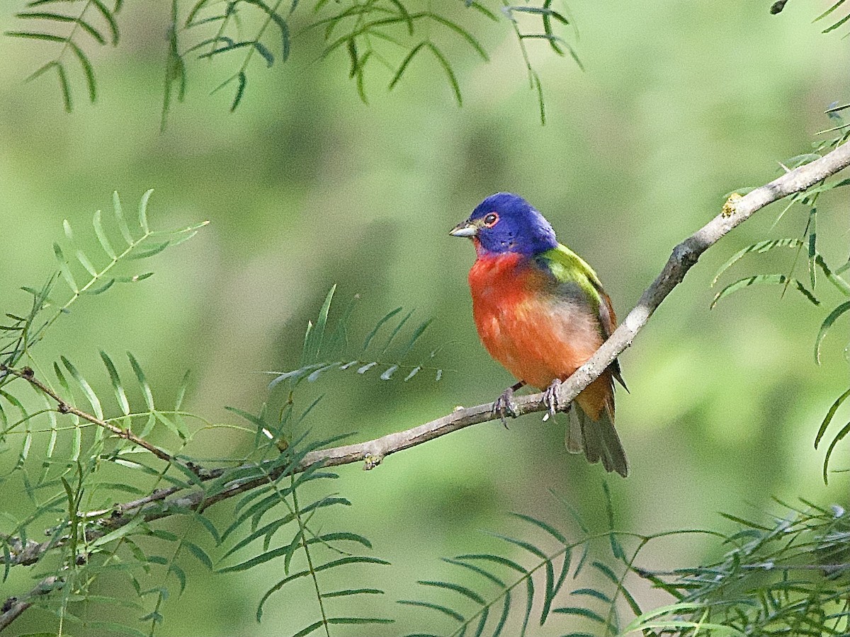 Painted Bunting - ML619087302