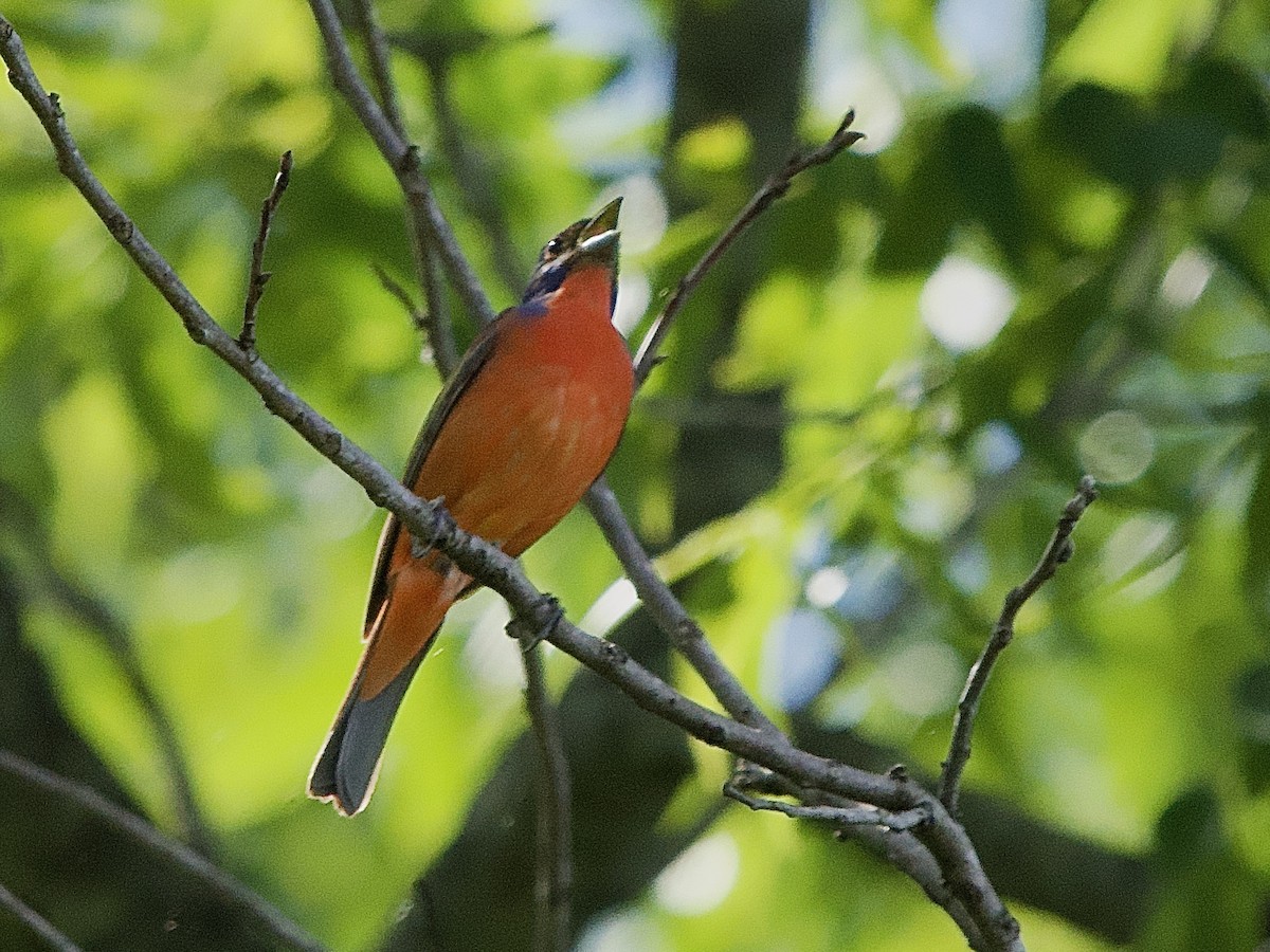Painted Bunting - ML619087303