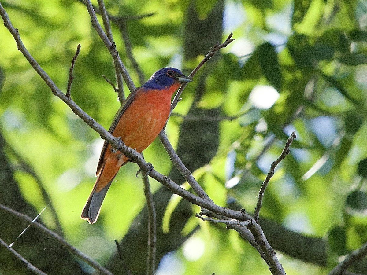 Painted Bunting - ML619087304