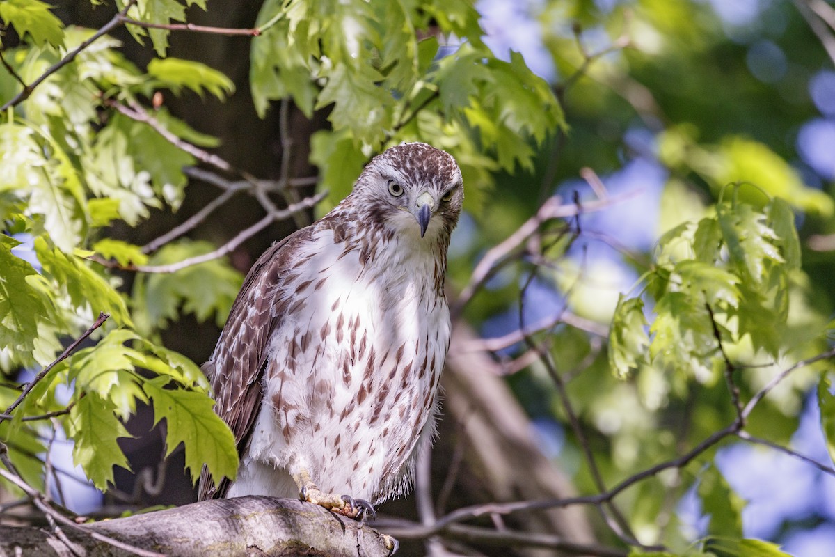 Red-tailed Hawk - ML619087305