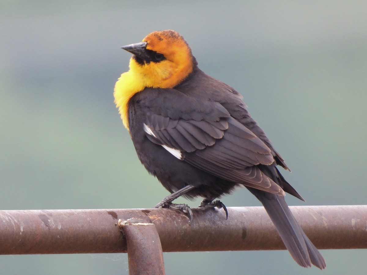 Yellow-headed Blackbird - ML619087315