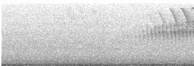Cerulean Warbler x Northern Parula (hybrid) - ML619087330