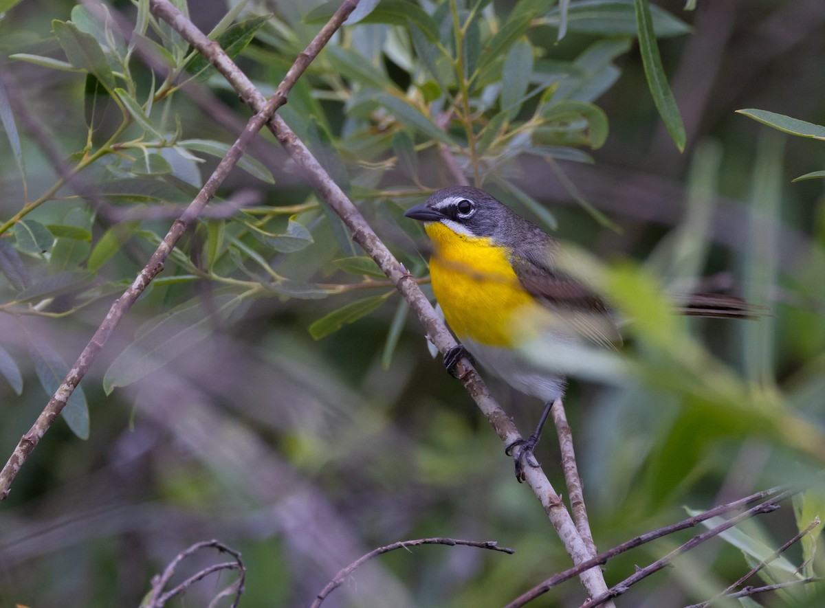 Yellow-breasted Chat - ML619087353