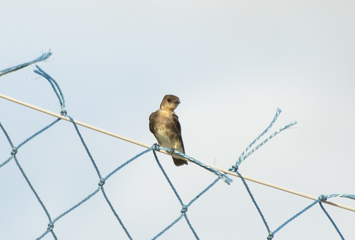 Southern Rough-winged Swallow - ML619087354