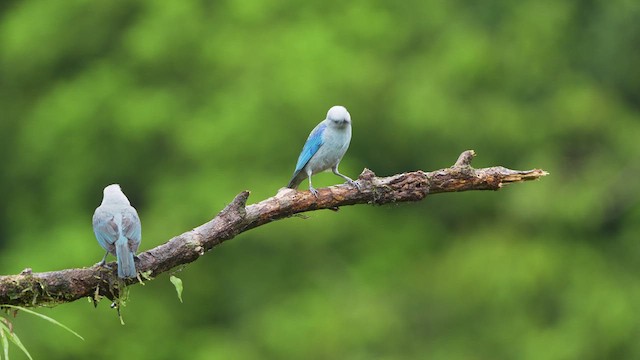 Blue-gray Tanager - ML619087390