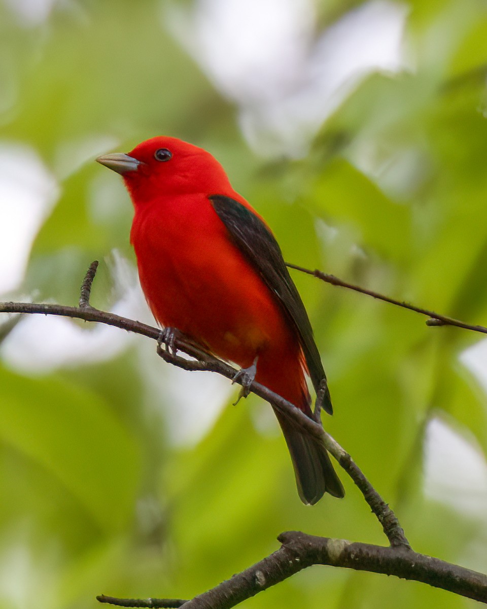 Scarlet Tanager - ML619087405