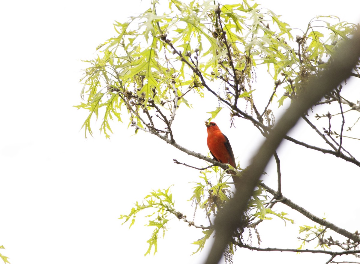 Scarlet Tanager - ML619087417