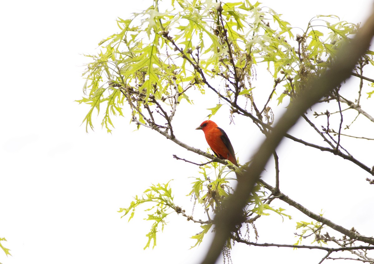 Scarlet Tanager - ML619087418
