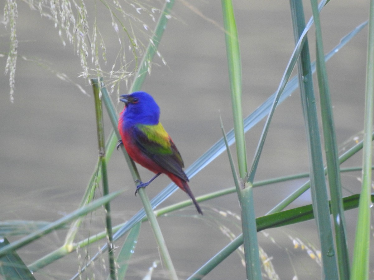 Painted Bunting - ML619087433