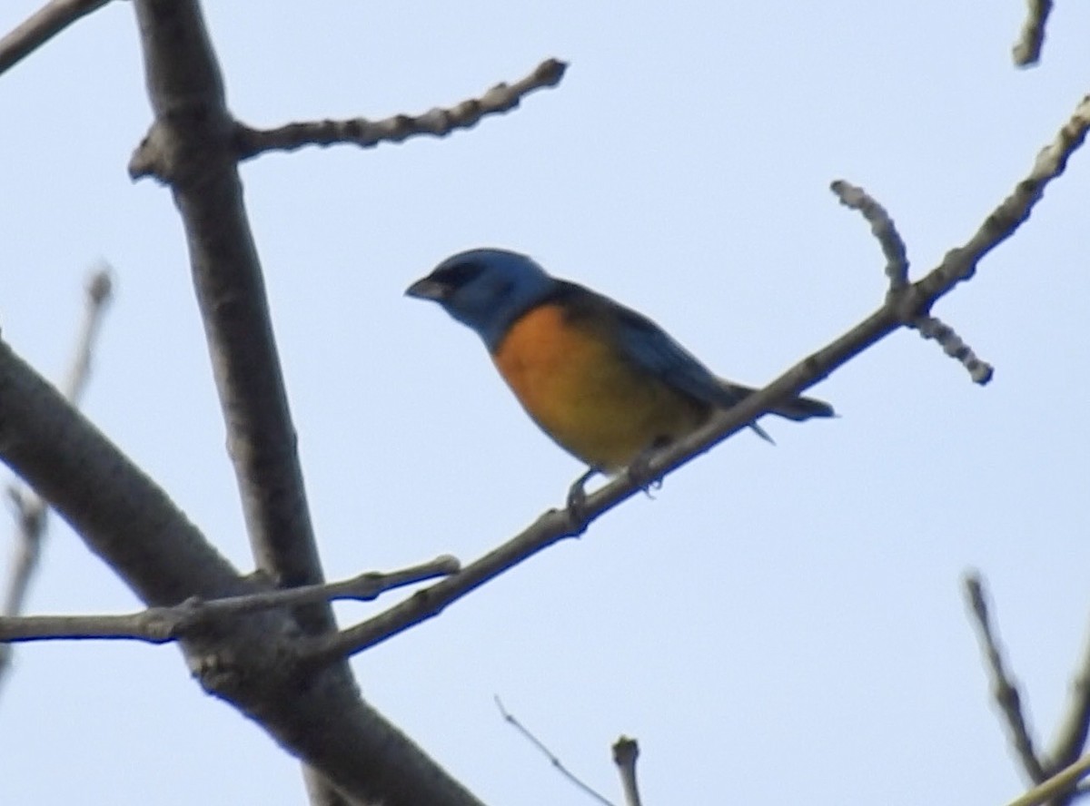 Blue-and-yellow Tanager - ML619087434
