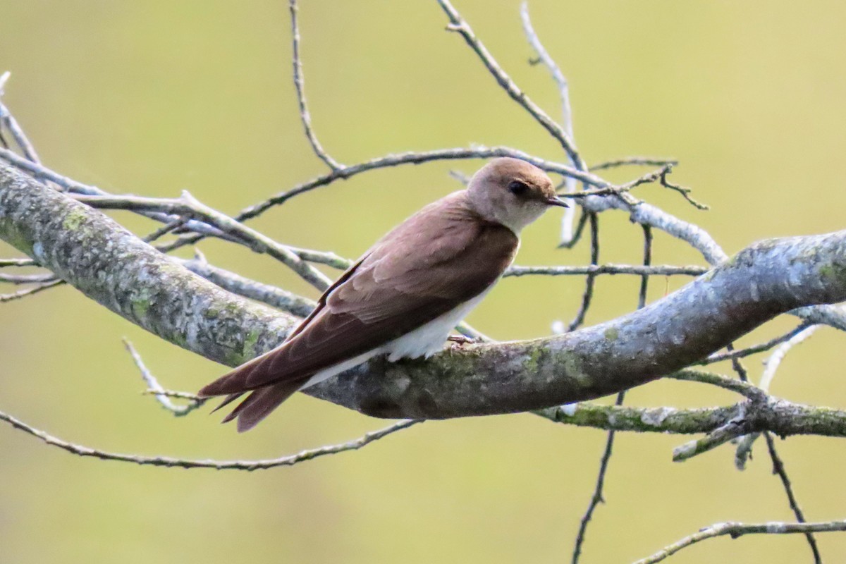 Northern Rough-winged Swallow - ML619087435