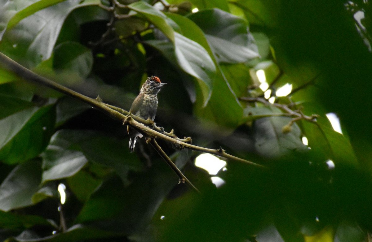 Scaled Piculet - ML619087461