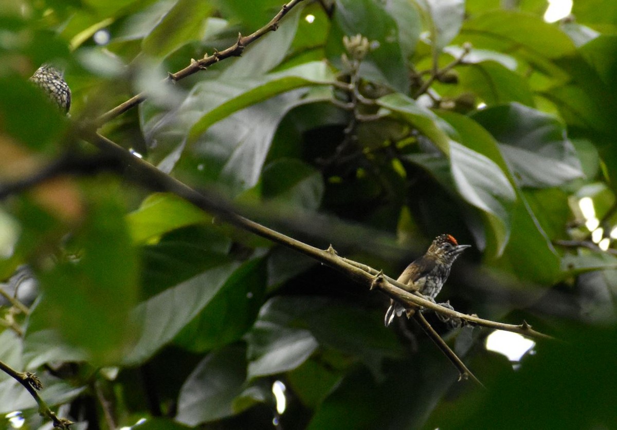 Scaled Piculet - ML619087462