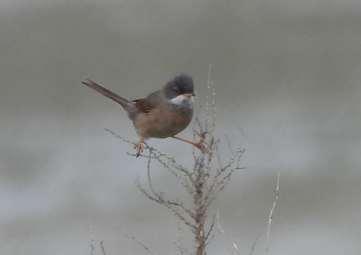Spectacled Warbler - ML619087467