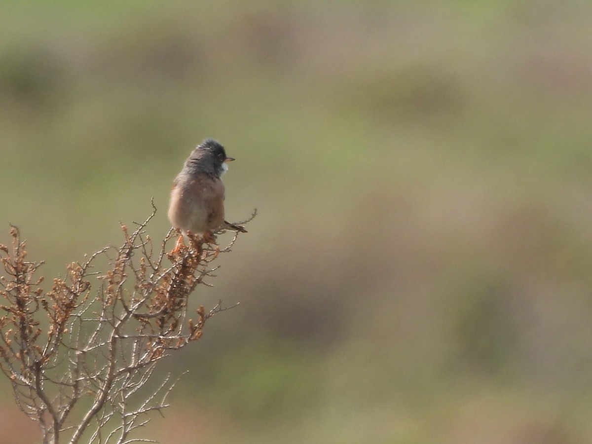 Spectacled Warbler - ML619087468