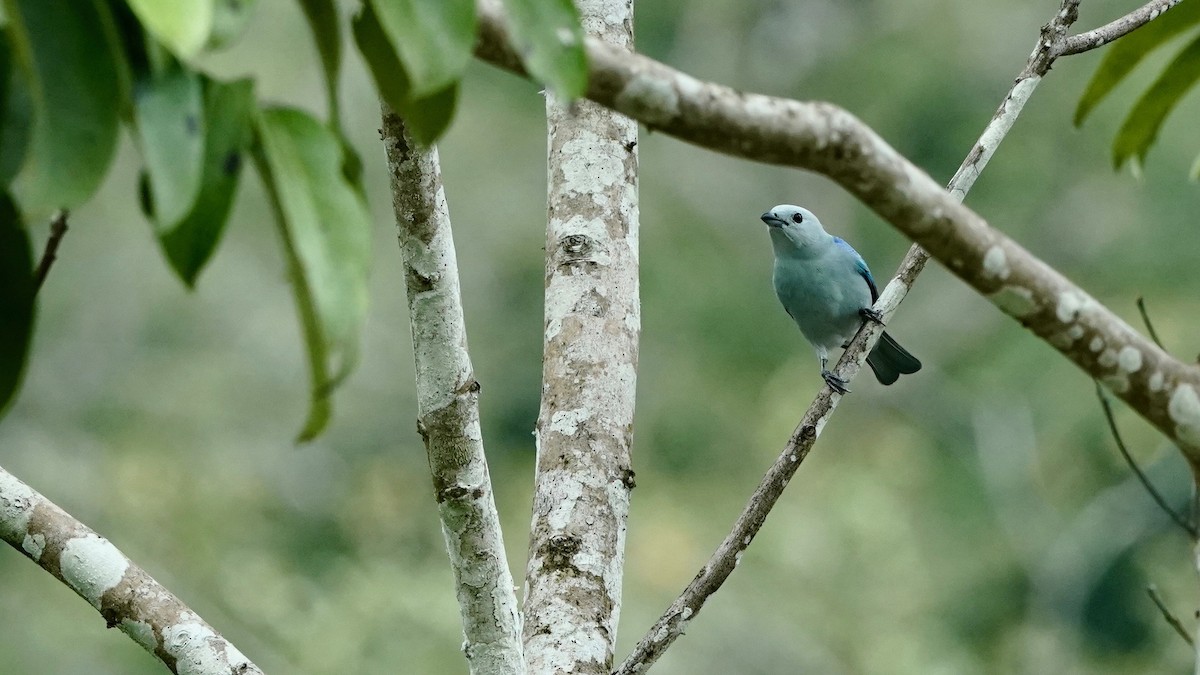 Blue-gray Tanager - ML619087485