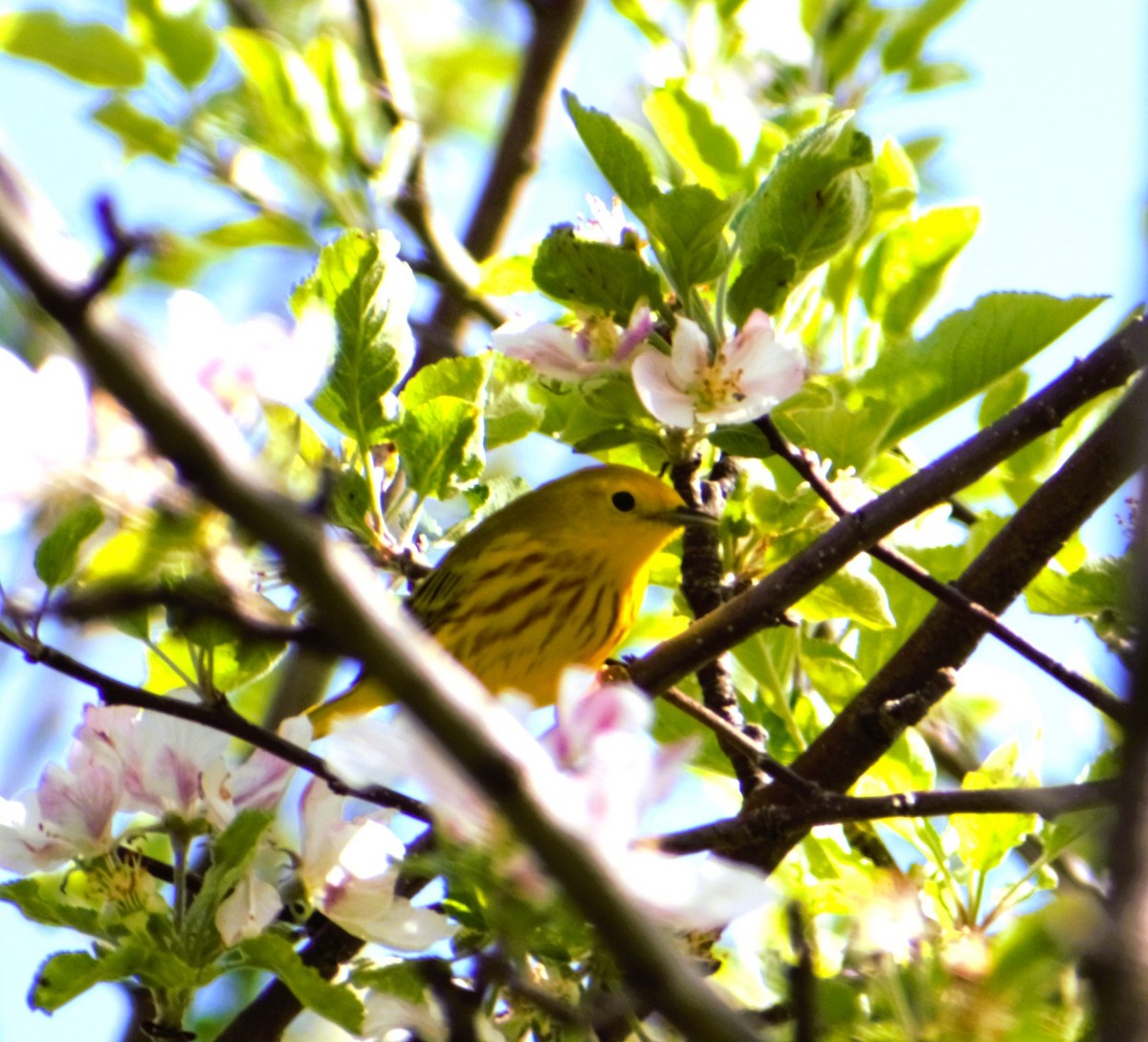 Yellow Warbler - ML619087496