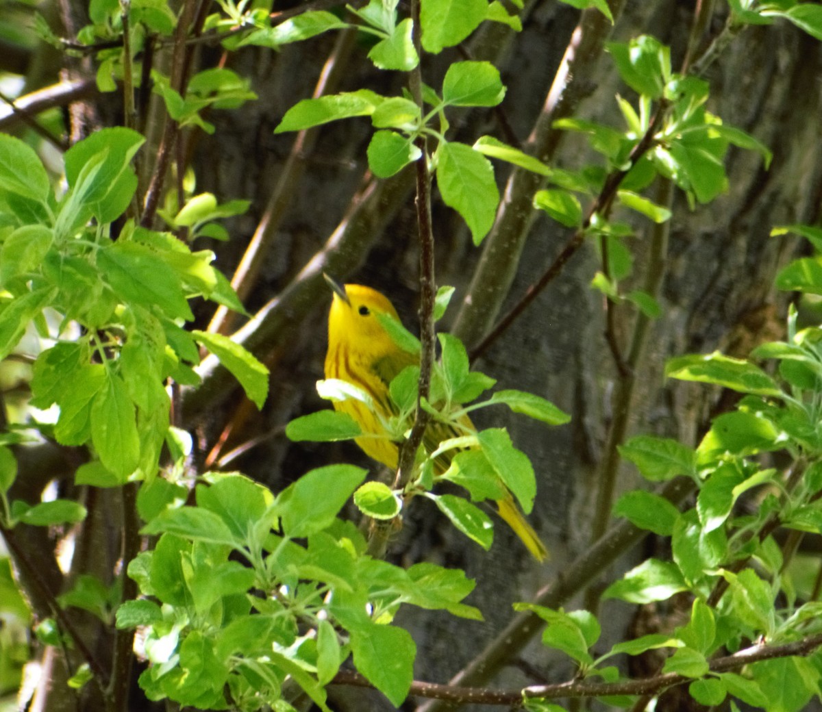 Yellow Warbler - ML619087497