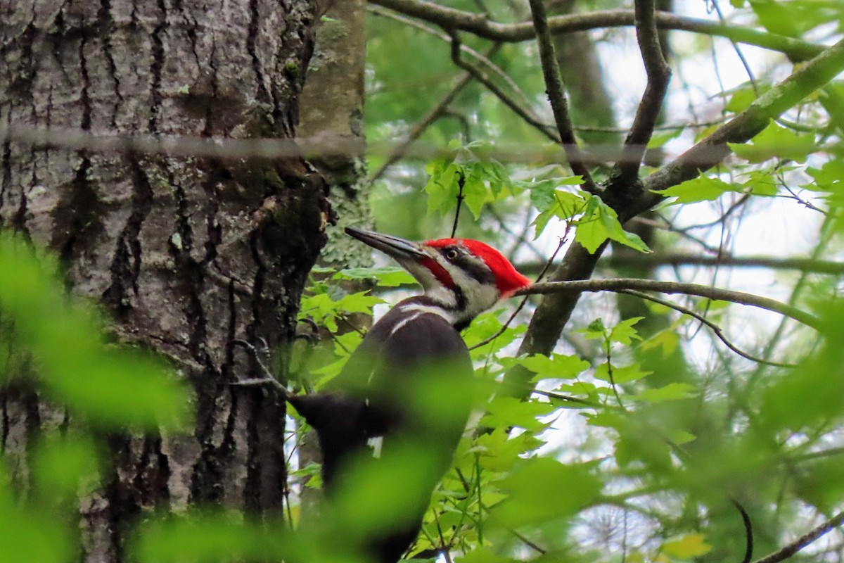 Pileated Woodpecker - ML619087502