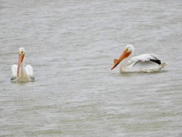 pelikán severoamerický - ML619087507