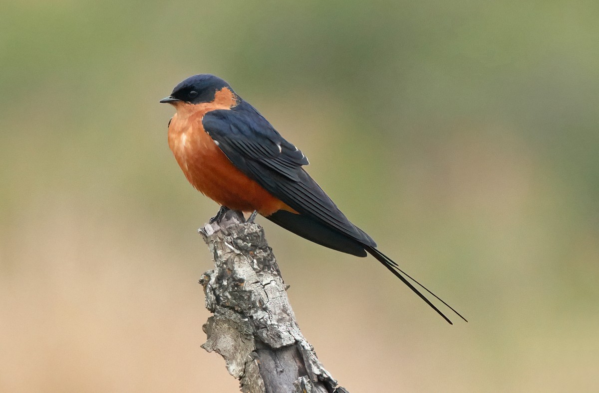 Rufous-chested Swallow - ML619087510