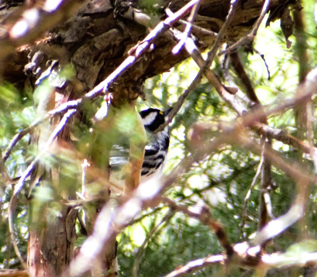 Black-throated Gray Warbler - ML619087522