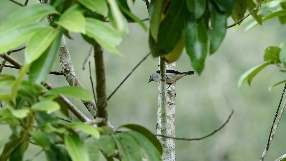 Plain-colored Tanager - ML619087528
