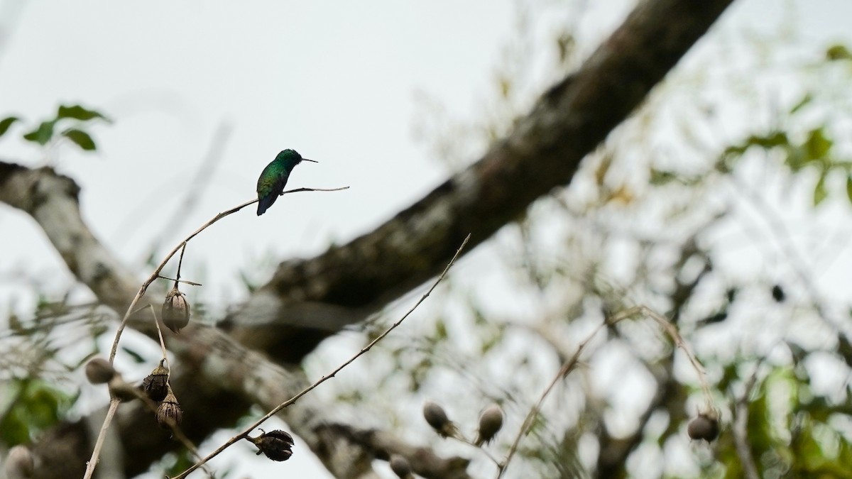 Rufous-tailed Hummingbird - ML619087562