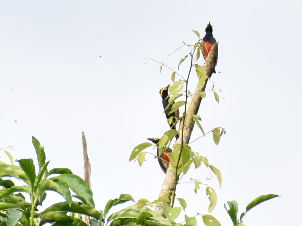 Yellow-tufted Woodpecker - ML619087579