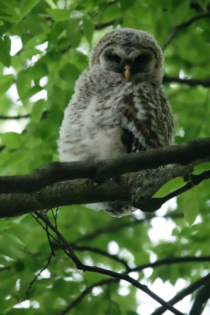 Barred Owl - ML619087633
