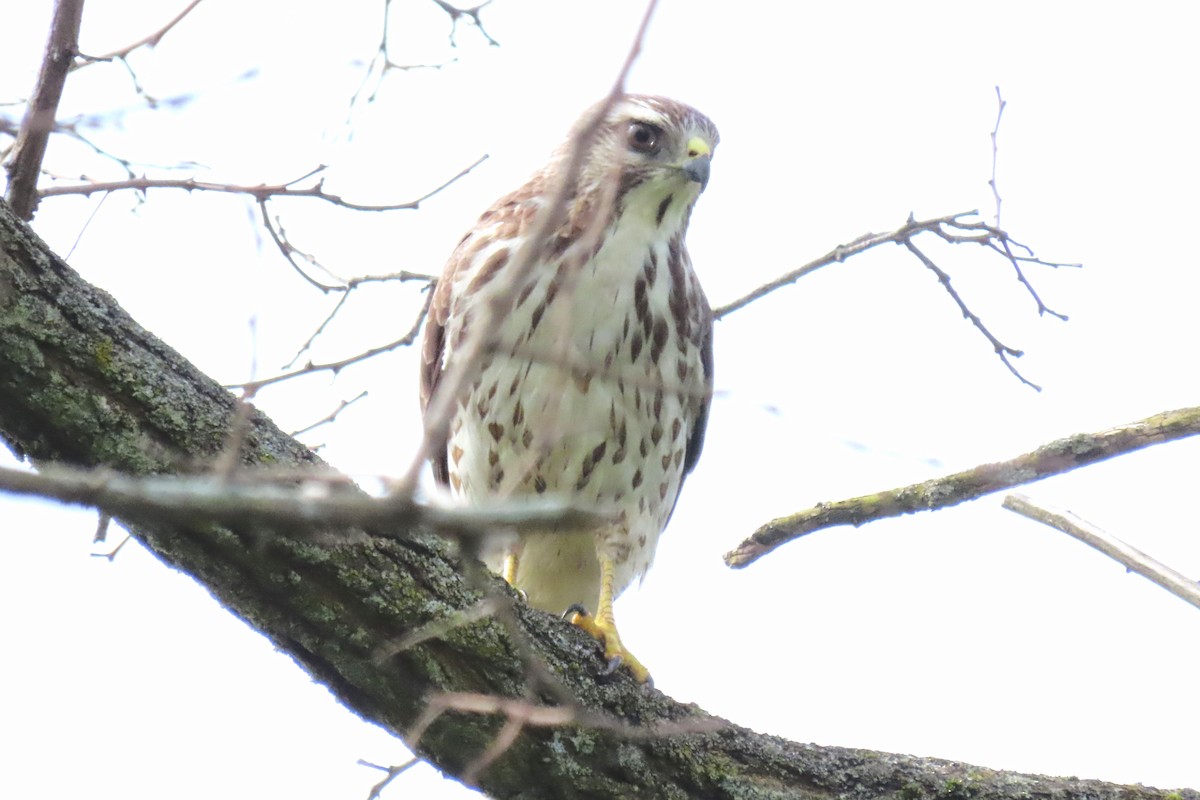 Broad-winged Hawk (Northern) - ML619087636