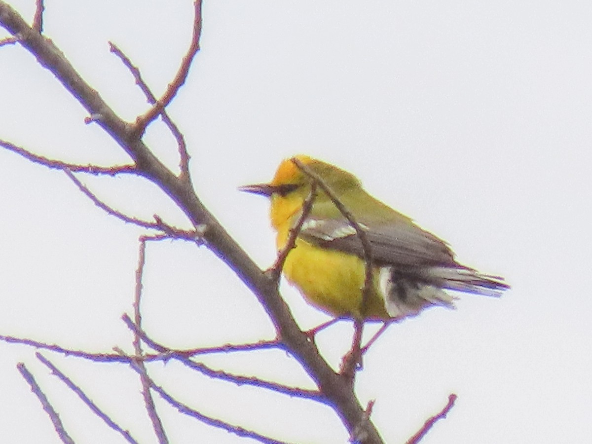Blue-winged Warbler - Holly Fulton