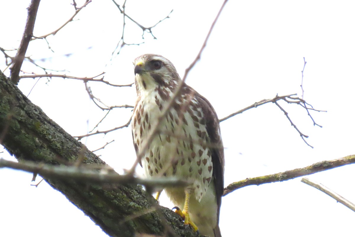 Broad-winged Hawk (Northern) - ML619087668
