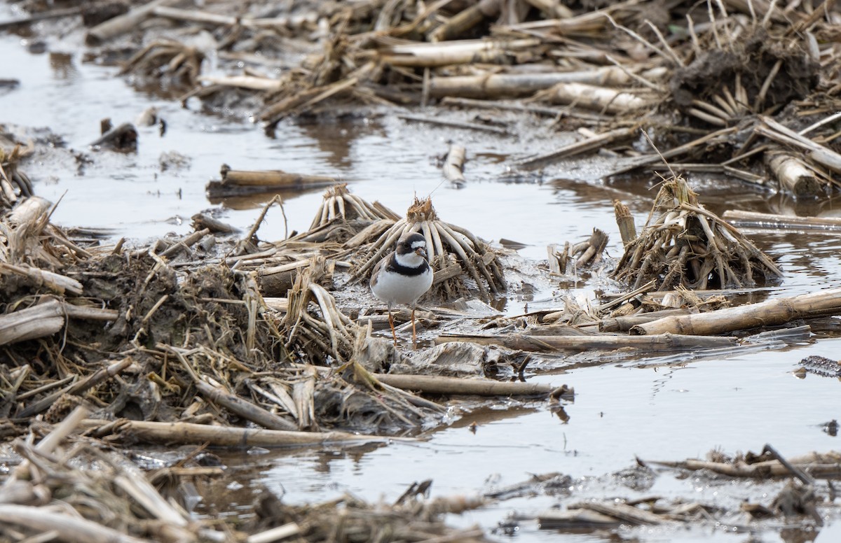 Semipalmated Plover - ML619087675