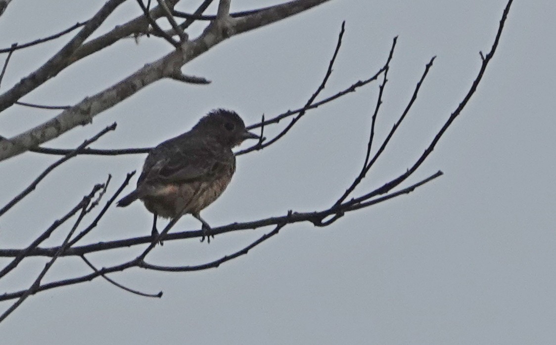 Cotinga Azul - ML619087683