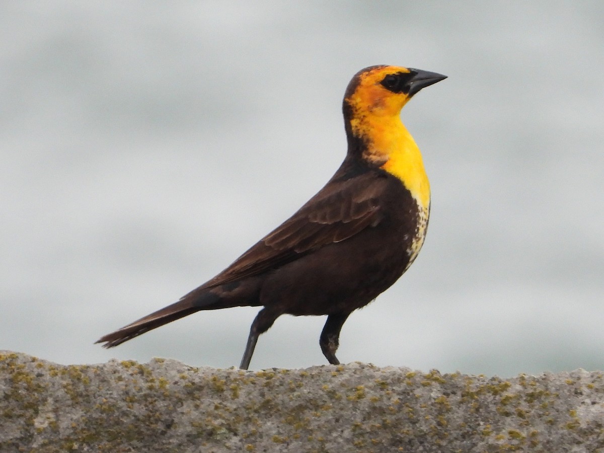 Yellow-headed Blackbird - ML619087692