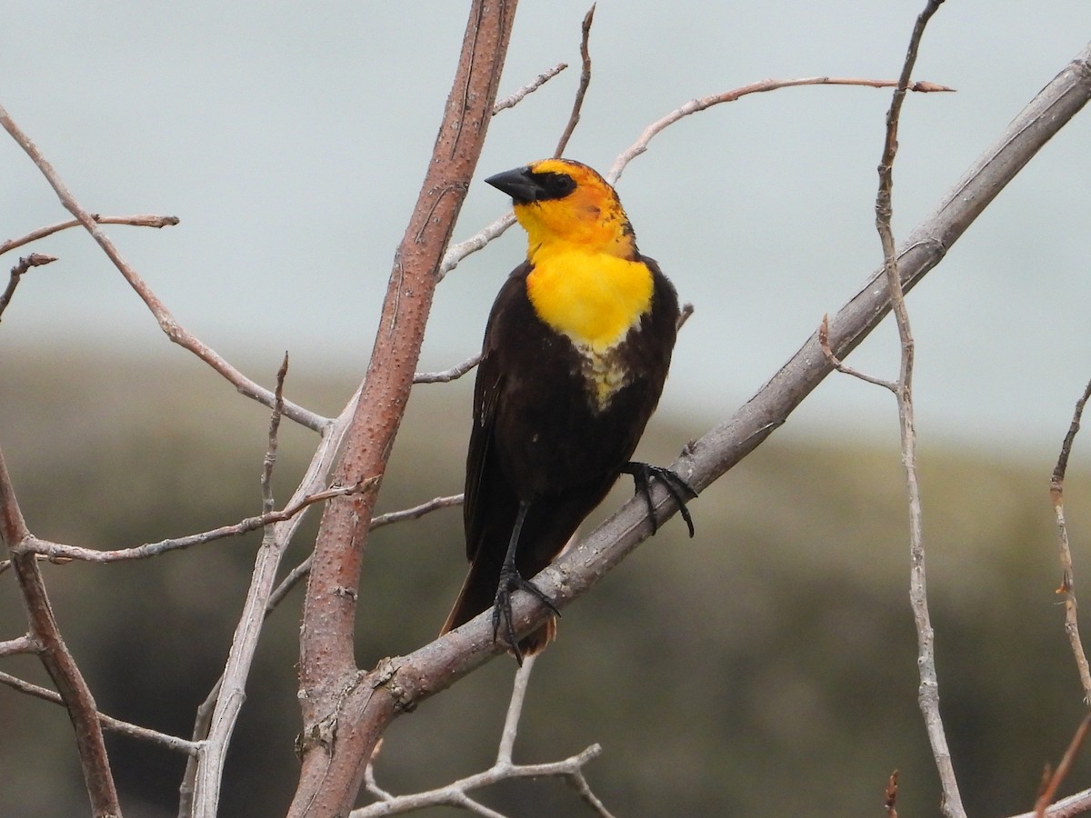 Yellow-headed Blackbird - ML619087693