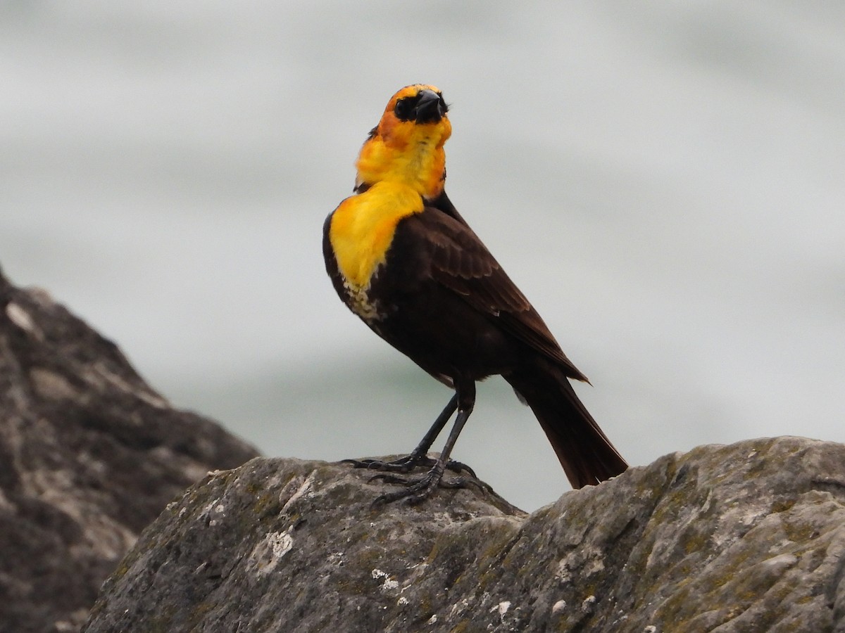 Yellow-headed Blackbird - ML619087694