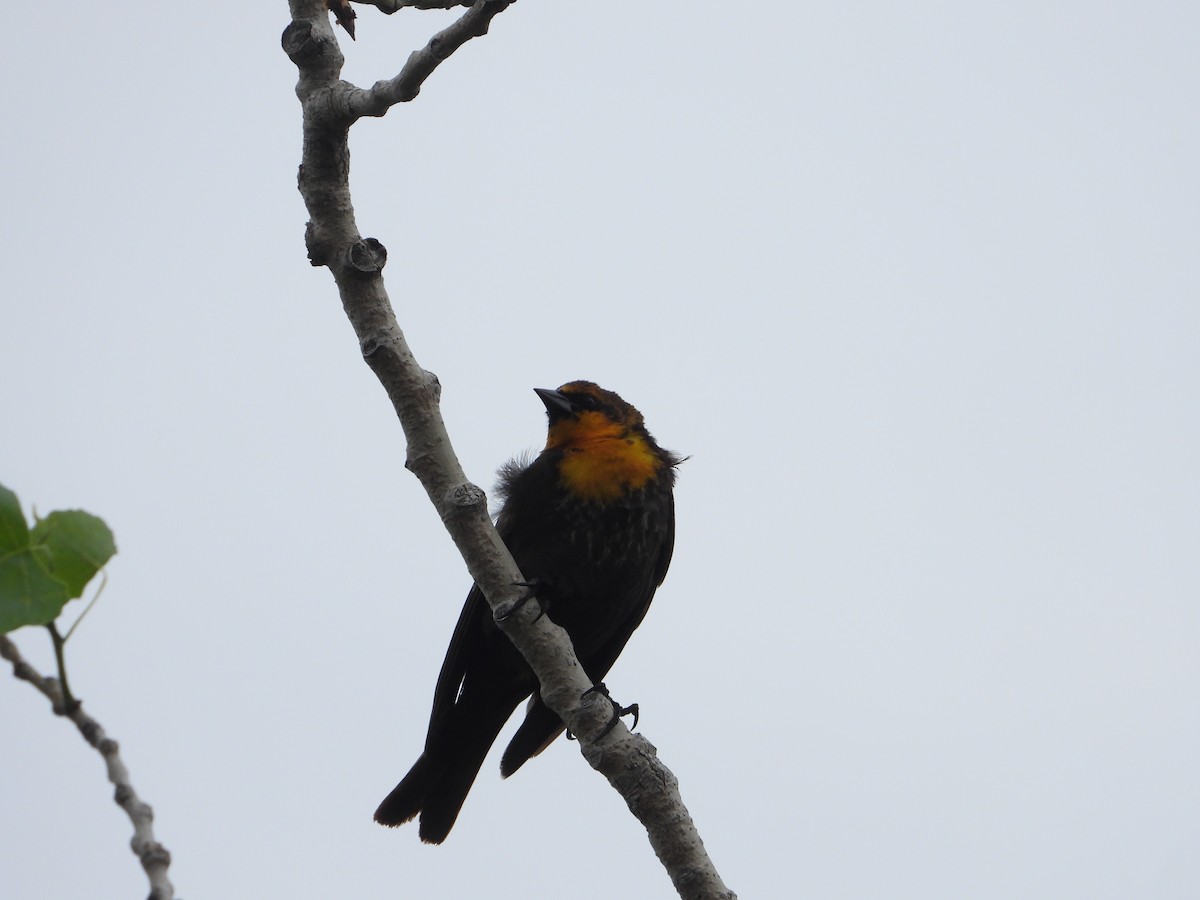 Yellow-headed Blackbird - ML619087695