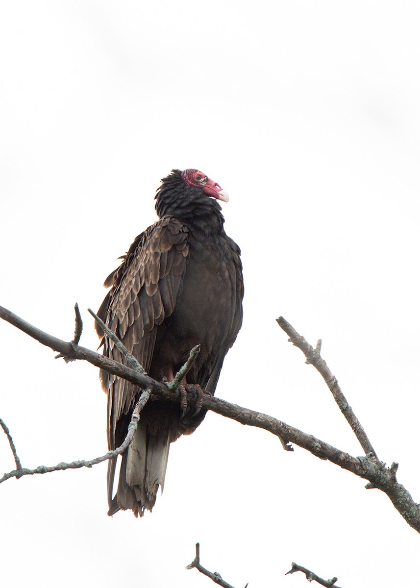 Turkey Vulture - Andrew Sonea