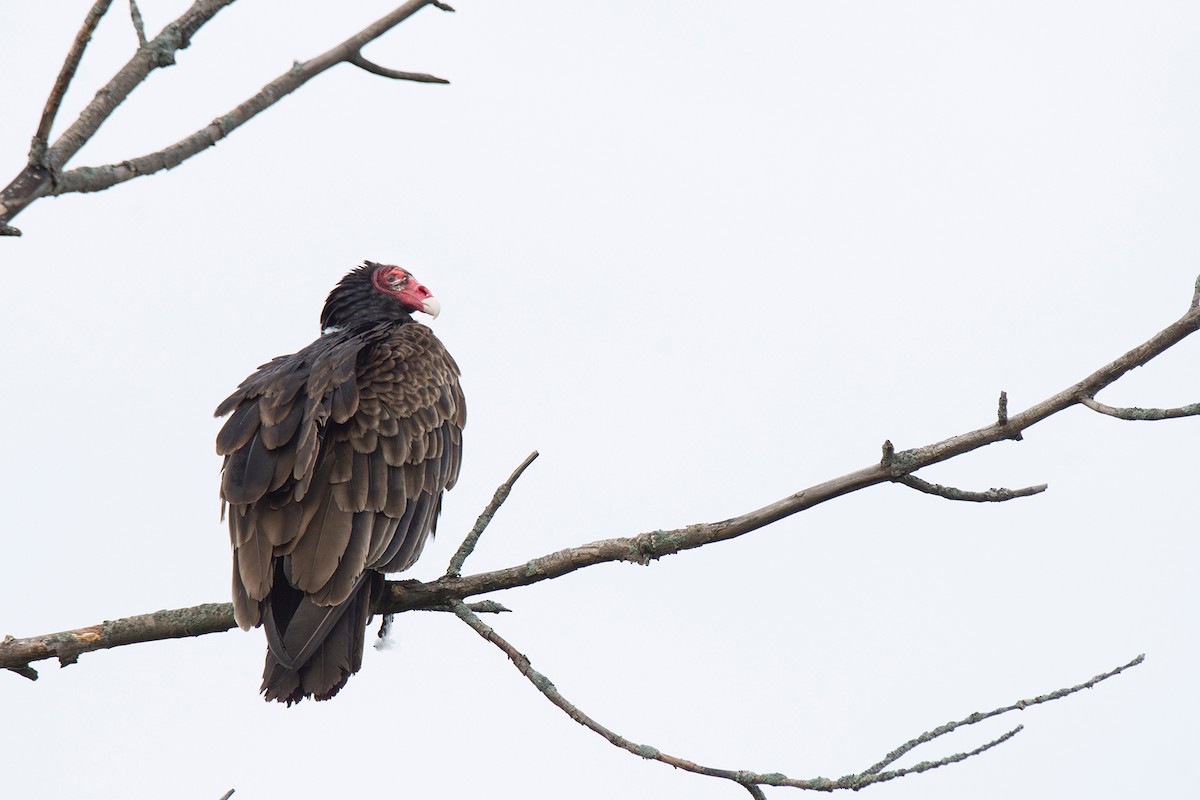 Turkey Vulture - Andrew Sonea