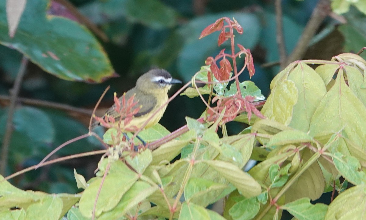 Brown-capped Tyrannulet - ML619087724