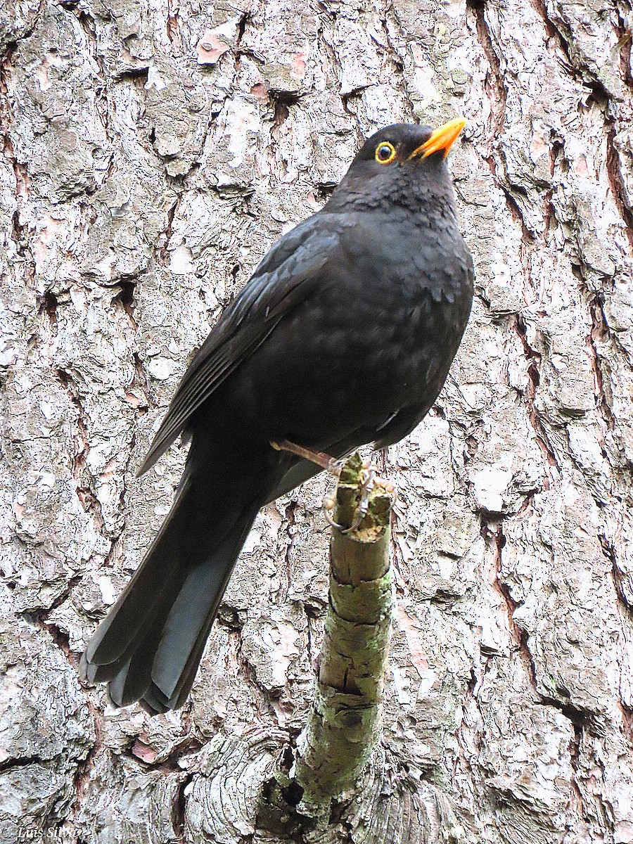Eurasian Blackbird - ML619087761