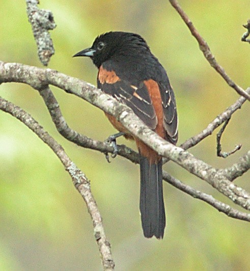 Orchard Oriole - ML619087850