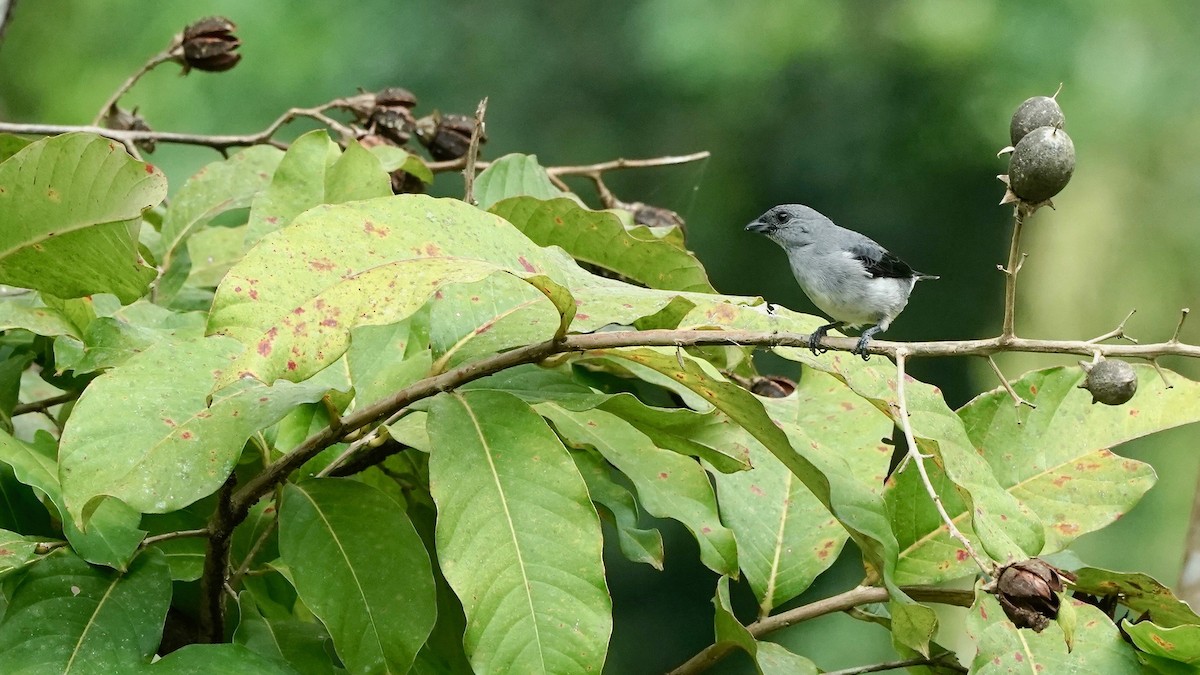 Plain-colored Tanager - ML619087862