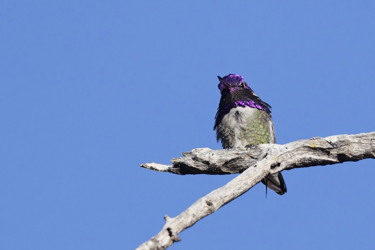 Costa's Hummingbird - ML619087865