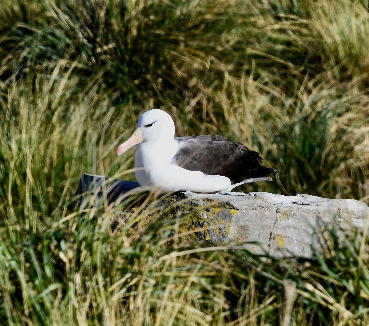 Black-browed Albatross - ML619087871